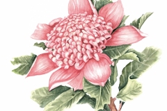 A4_Waratah