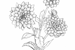 Dahlia-Flower