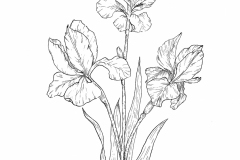 Iris-Flower