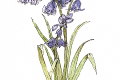 Bluebell