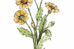 Corn-Marigold