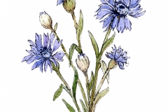 Cornflower