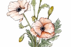 Poppies