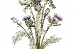 Thistles08