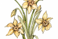 daffidils